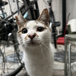 ゴロスリ！のんびり優しいチビ助君！キジ白男子