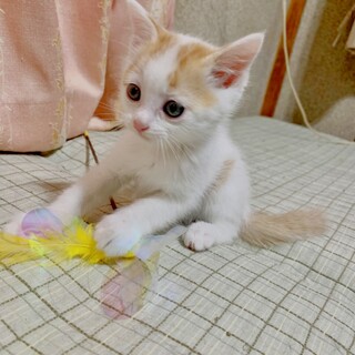 多頭崩壊からのはらからにゃんこ３