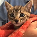 生後1ヶ月半〜2ヶ月かわいい子猫「キジトラ」