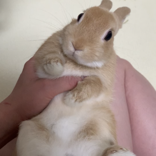 ネザーランドドワーフ♂6ヶ月 いとくん