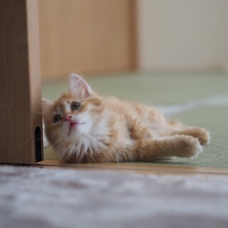 可愛い子猫の里親さん募集