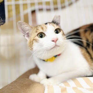 すりすりごろーん！な三毛猫の鱧ちゃん！