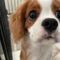 ♡ 元気なキャバリアの男の子 ♡ 生後5か月 ♡