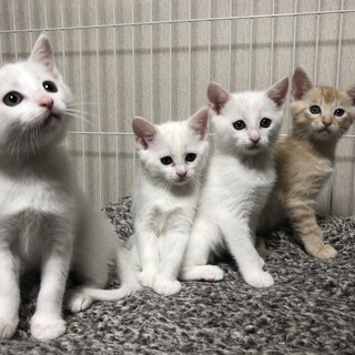 可愛い子猫ーズ♡
