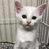 可愛い子猫ーズ♡ サムネイル2