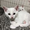 可愛い子猫ーズ♡ サムネイル3