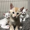 可愛い子猫ーズ♡ サムネイル4