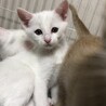可愛い子猫ーズ♡ サムネイル5