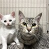 可愛い子猫ーズ♡ サムネイル6