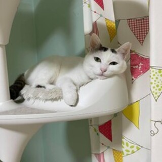 頭スリスリ、ちょっとツンデレ【みつ豆ちゃん♀】