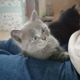 珍しいグレーのりりちゃん♡
