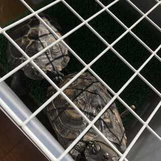 クサガメ2匹