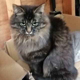 ゴージャスな長毛　美猫　兄弟です