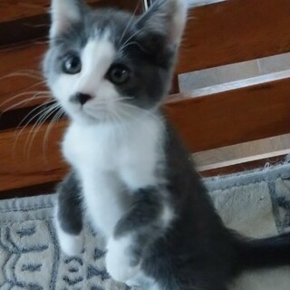 かわいいグレーと白のグリちゃんです。