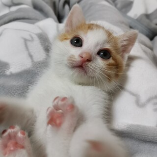 茶白の不思議ちゃん　おっとりタイプu