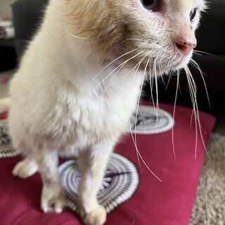 奇跡的に復活したスカイ君　トライアル調整中