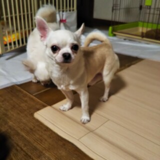 スムースチワワのくぅです❤️