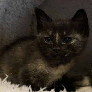 シャイで甘えん坊な女の子です。