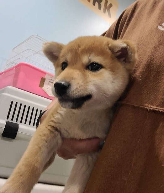 豆柴のまめ吉くん♂２ヵ月半 サムネイル2