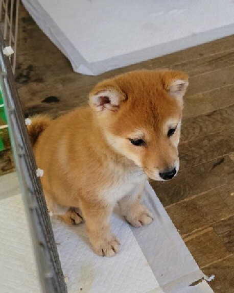 豆柴のまめ吉くん♂２ヵ月半 サムネイル3