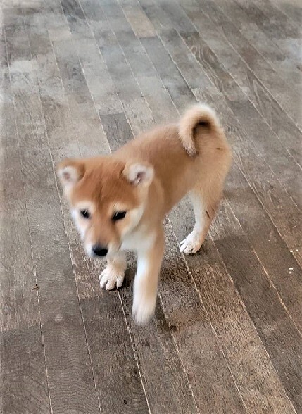 豆柴のまめ吉くん♂２ヵ月半 サムネイル4