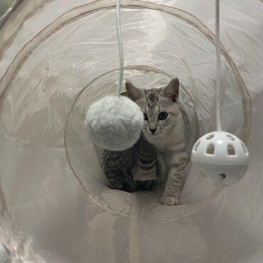 トンネル大好き