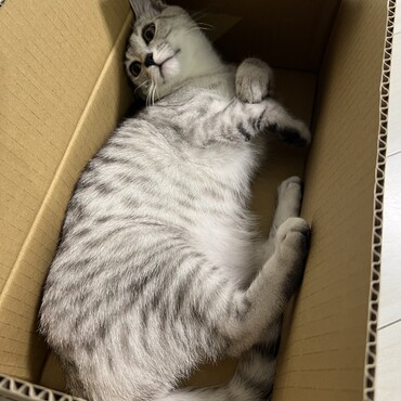 ダンボール好き