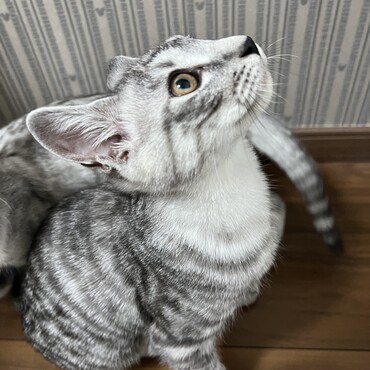 横顔