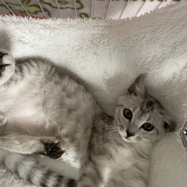 ハンモック好き