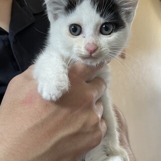 黒白はちわれのカツラ猫くん子猫♂