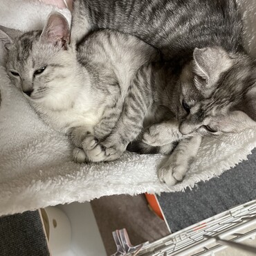 ハンモック好き