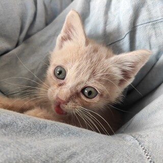 茶トラ、1ヶ月半の子猫です