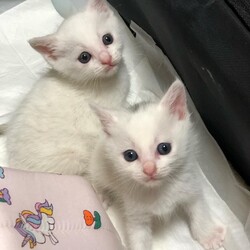 こねこの譲渡会 サムネイル3