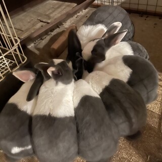 ダッチの里親募集