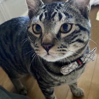 【兄弟で保護】添い寝してくれます♡サツキくん