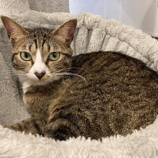 お鼻のハート柄がカワイイ【トラ】