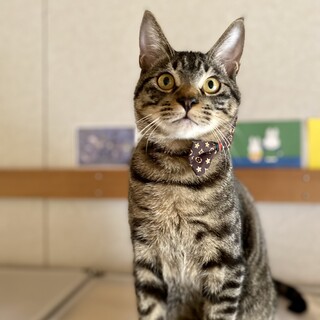 【兄弟で保護】おしゃべりちゃん♡チマキくん