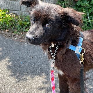 「モップ」男の子