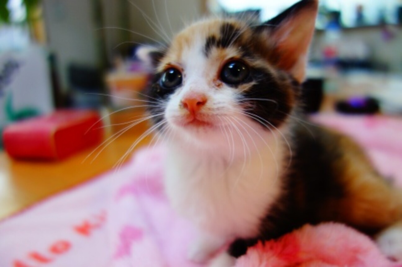 5月生まれの仲良し兄妹 東京都 猫の里親募集 ペットのおうち 月間利用者150万人