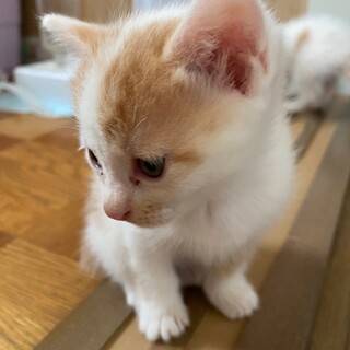2022.4.21産まれの子猫
