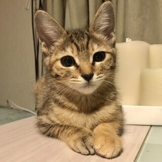 【ごこ】おかげさまで里親様が決まりました。