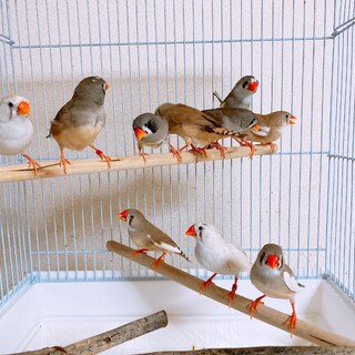 里親様が見つかりました