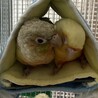 ウロコインコ2羽の里親様募集 サムネイル2