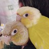 ウロコインコ2羽の里親様募集 サムネイル3