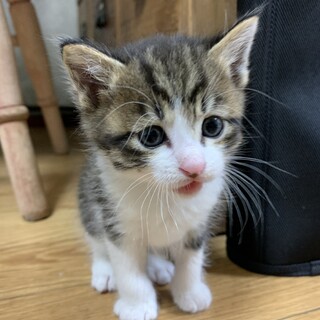 キジトラのかわいい男の子です