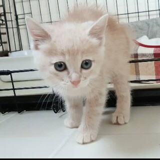 ありがとうございました