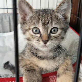 ありがとうございました