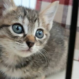 ありがとうございました