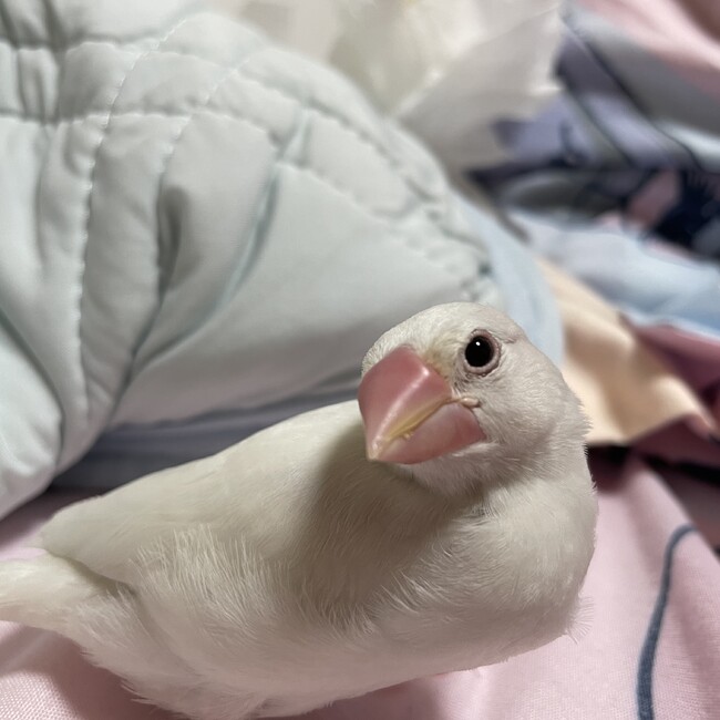 ひなな_0409のカバー写真
