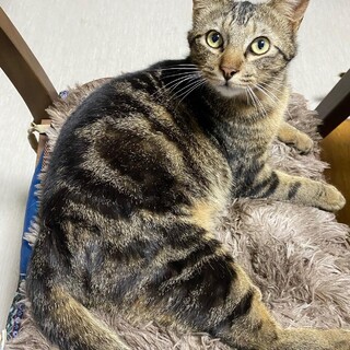 アメショ柄　甘え上手なうずまき君♬